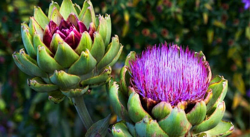 Urla Enginar Festivali